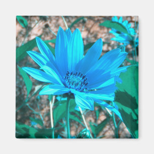 Wild Blue Sunflower Magnet