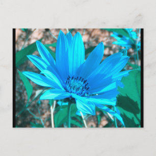 Wild Blue Sunflower Postcard