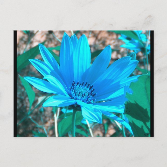 Wild Blue Sunflower Postcard (Front)