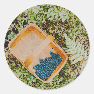 Wild blueberry picking in swedish forest classic round sticker