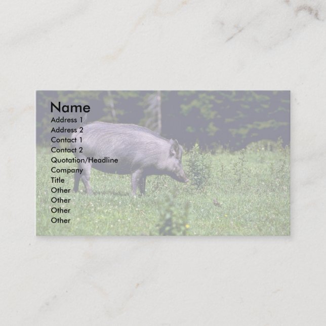 Wild Boar Business Card (Front)