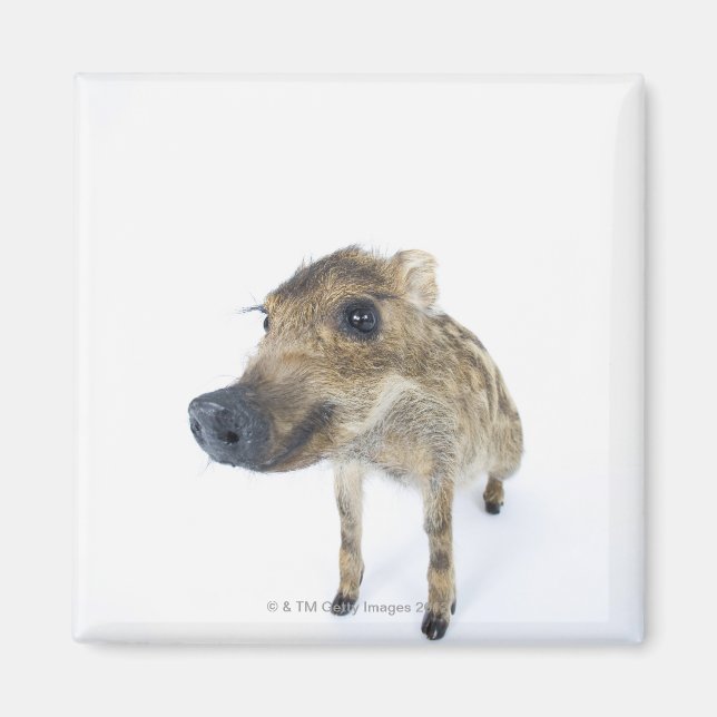 Wild boar magnet (Front)