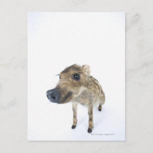 Wild boar postcard