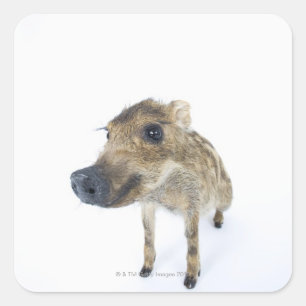 Wild boar square sticker