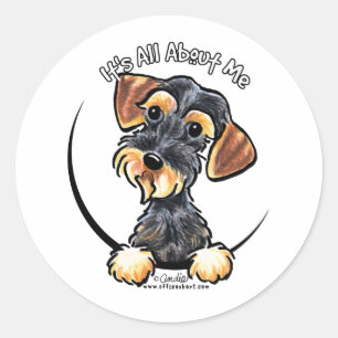 Wild Boar Wirehaired Dachshund Its All About Me Classic Round Sticker