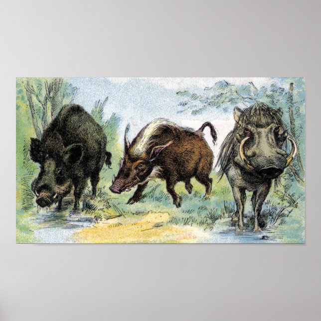 Wild Boars Poster (Front)