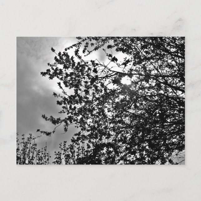 Wild branches postcard (Front)