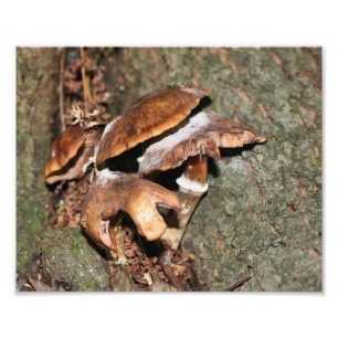 Wild Brown Mushrooms 10x8 Nature Photo Print