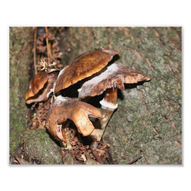 Wild Brown Mushrooms 10x8 Nature Photo Print (Front)