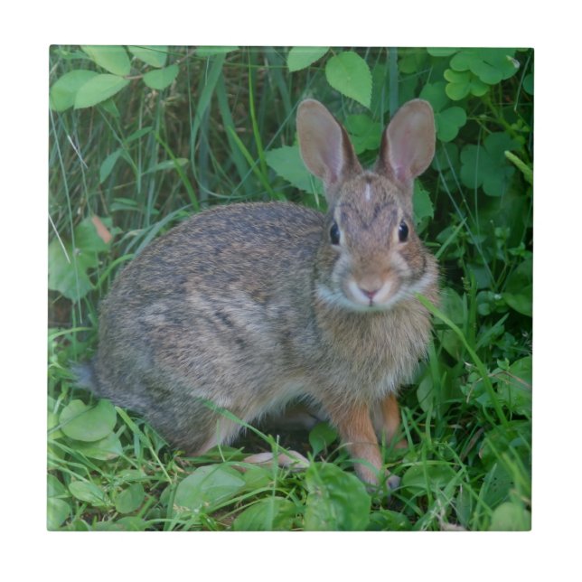 Wild Brown Rabbit Animal Tile (Front)