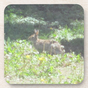 Wild Bunny Coasters - Set of 6