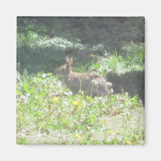 Wild Bunny Magnet (Front)