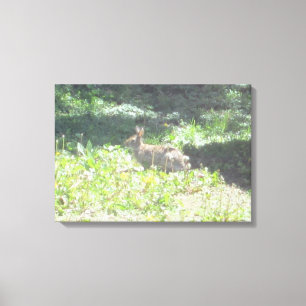Wild Bunny Photo on Canvas Print