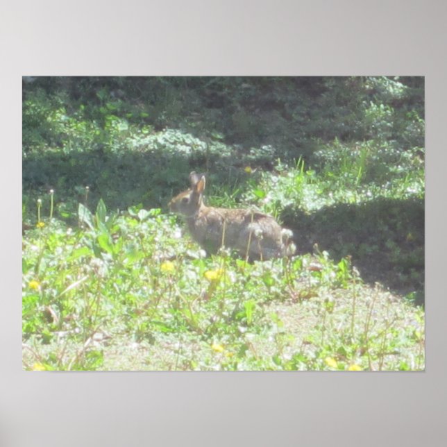 Wild Bunny Print (Front)