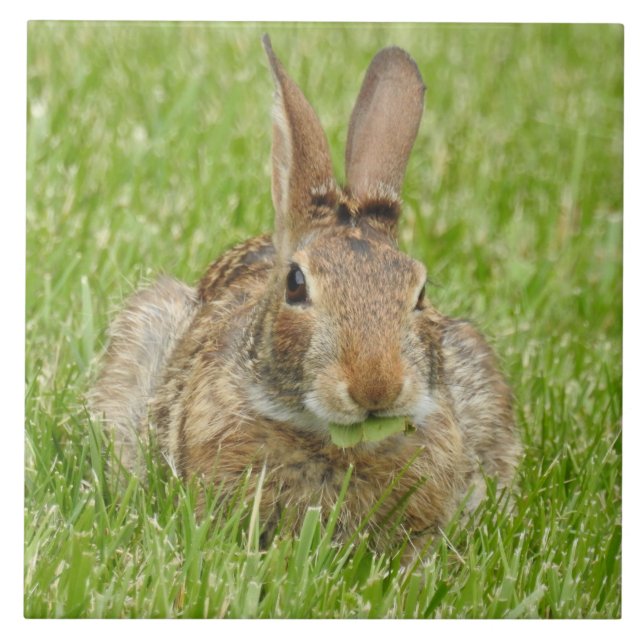 Wild Bunny Rabbit Eating The Grass Tile (Front)
