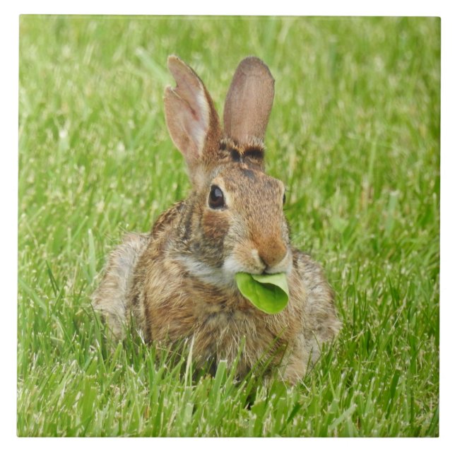 Wild Bunny Rabbit Eating Tile (Front)