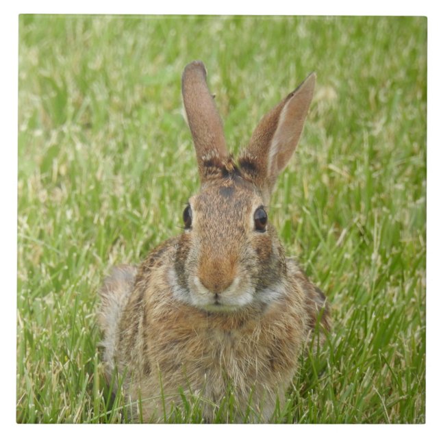 Wild Bunny Rabbit in The Grass Tile (Front)