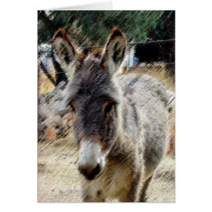 Wild Burro