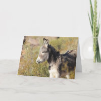 Wild Burro Greeting