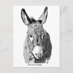 Wild Burro Postcard