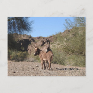 Wild burros, donkeys, wildlife, postcard