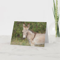 Wild Burros Greeting