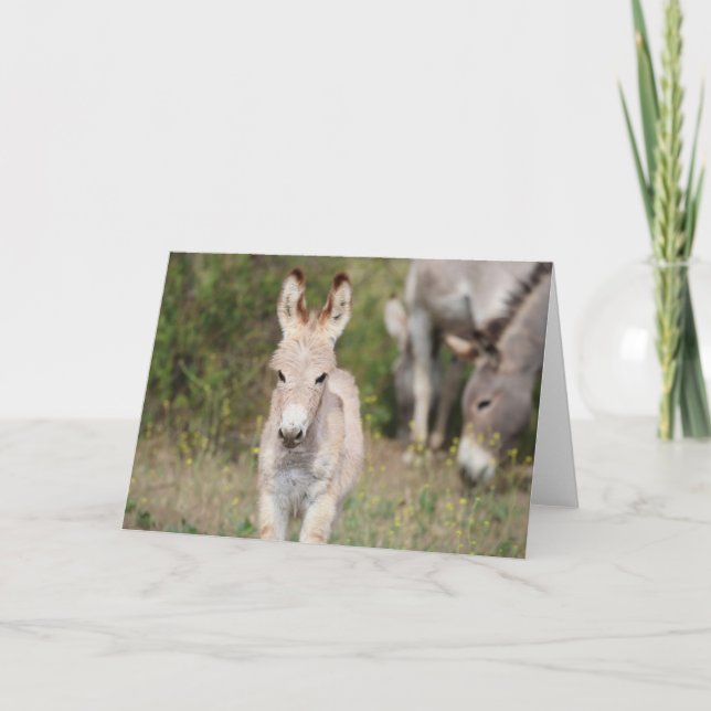 Wild Burros Greeting Card (Front)