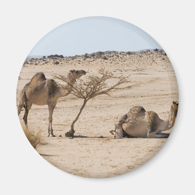 Wild Camels Magnet (Front)