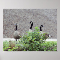 Wild Canada Goose Trio Animal