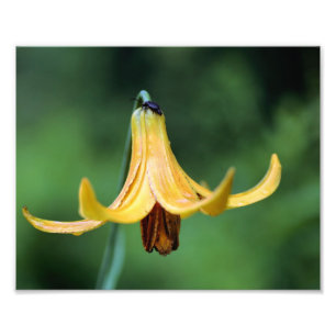 Wild Canada Lily With Firefly Insect 8x10 Photo Print