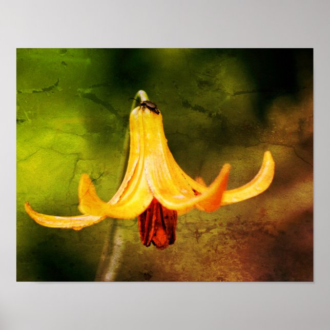 Wild Canada Lily With Insect Abstract Poster (Front)