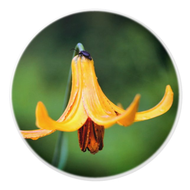 Wild Canada Lily With Insect  Ceramic Knob (Front)
