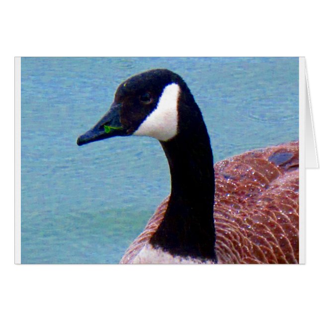 Wild Canadian Goose (Front Horizontal)