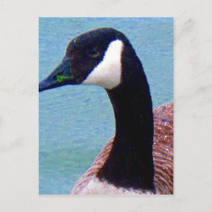 Wild Canadian Goose Postcard