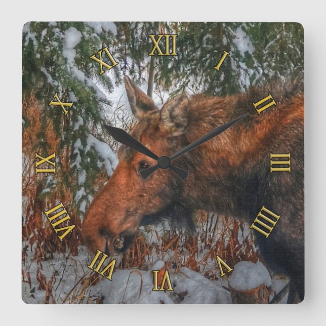 Wild Canadian Moose Grazing in Winter Forest Square Wall Clock (Front)