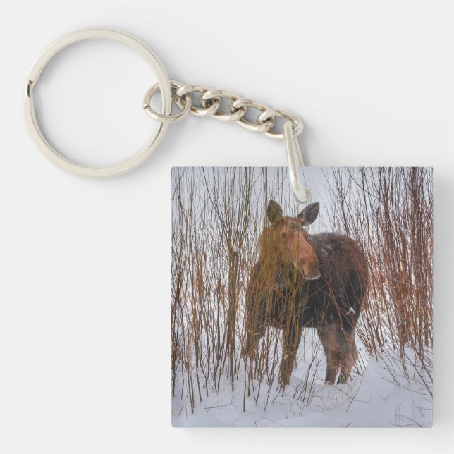 Wild Canadian Moose Grazing in Winter Marsh Key Ring (Front)