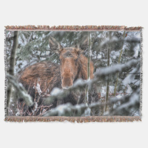 Wild Canadian Moose in Winter Forest Throw Blanket