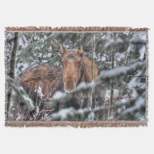 Wild Canadian Moose in Winter Forest Throw Blanket (Front)