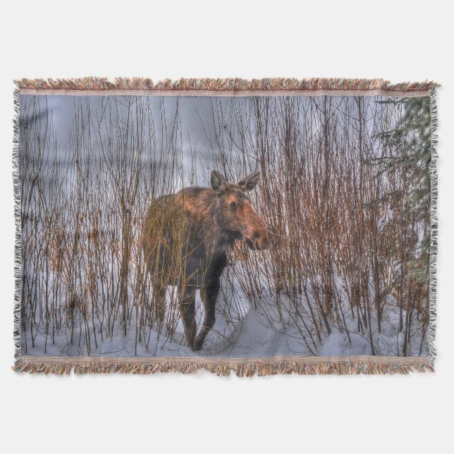 Wild Canadian Moose in Winter Snow I Throw Blanket (Front)