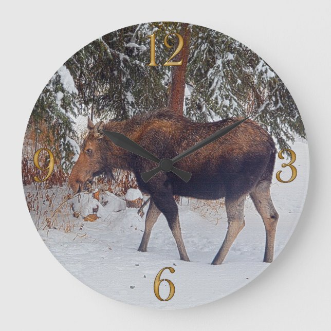 Wild Canadian Moose in Winter Snow V Large Clock (Front)