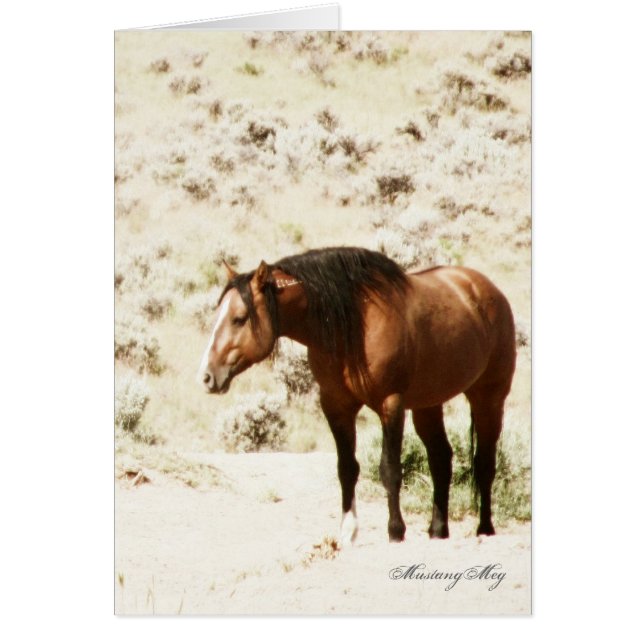 Wild Card~ Honour, Stallion of Steens (Front)