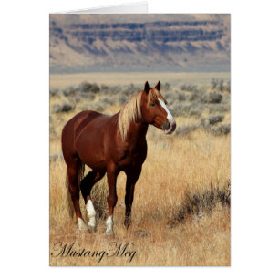 Wild Card~ Red Vogue, Band Stallion of Steens