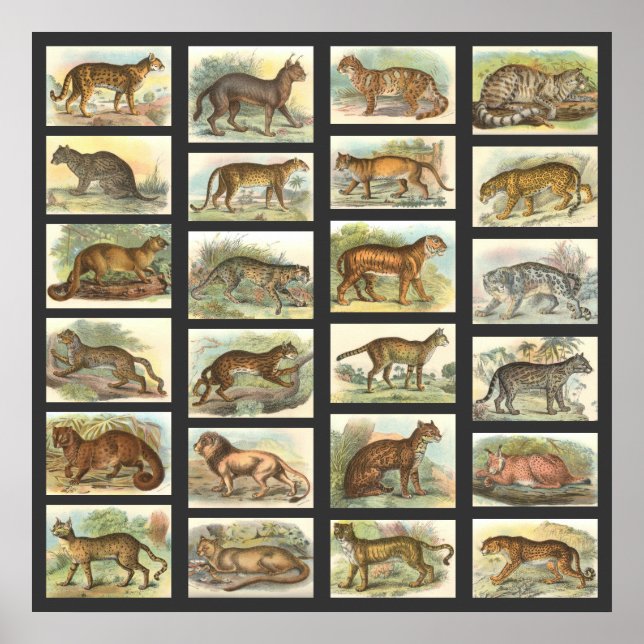 Wild Cats Poster (Front)