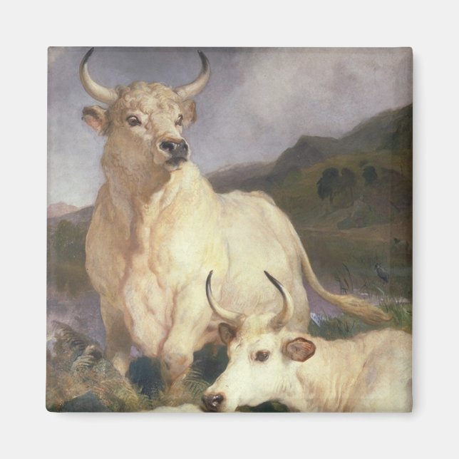 Wild Cattle of Chillingham (Cows) Magnet (Front)