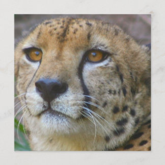 Wild Cheetah Invitations