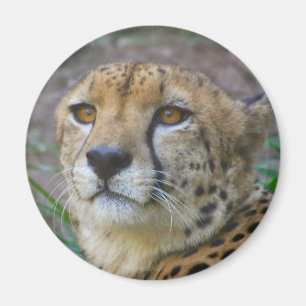 Wild Cheetah Magnet