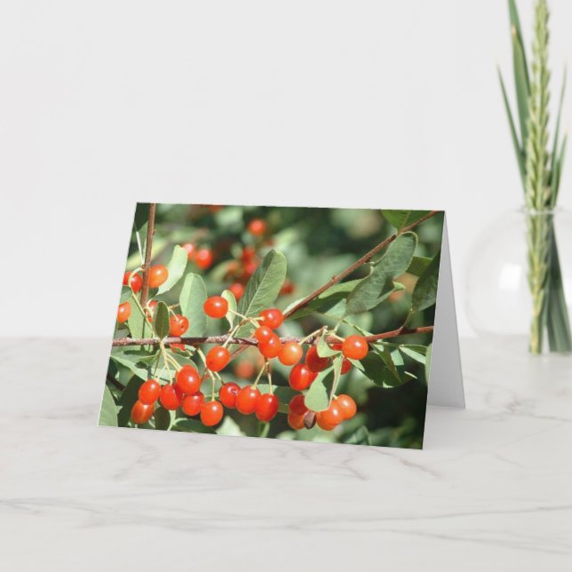 Wild cherries 1 card (Front)