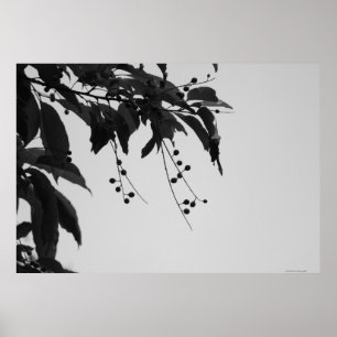 Wild Cherries poster