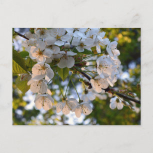 Wild Cherry Blossom Postcard
