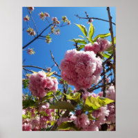 Wild Cherry pink Blossom Tree